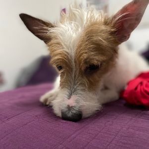 Meet your Posher, Ivan